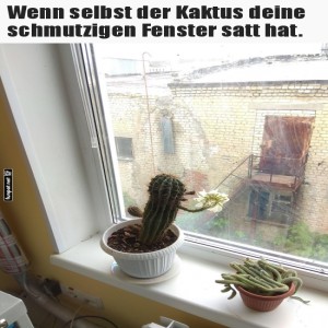 Kaktus-mit-Fensterputz-Ambitionen.jpg von Erwin32