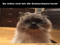 Schnurrhaare rollen sich hoch
