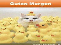 Guten Morgen
