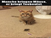 Katze bringt Teebeutel