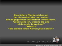 Zwei ältere Pferde stehen an der Schnellstraße und sehen...