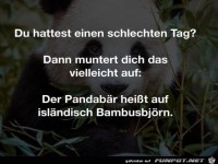 Der Pandab�r