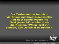 Die Taubenmutter hat nicht viel Gl�ck mit ihrem Nachwuchs