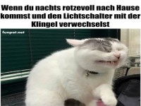 Verwirrter Kater nach n�chtlichem Heimkommen
