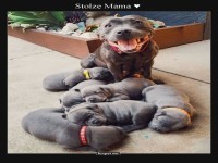 Welpenparade mit Mama