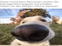 Schn�ffel-Detektiv im Einsatz!