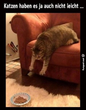 Mission-Impossible:-Katzenedition.jpg auf www.funpot.net