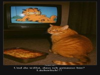 Garfield im echten Leben: Erwartungen vs. Realit�t