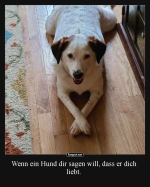 Liebe-auf-vier-Pfoten.jpg auf www.funpot.net