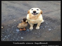 Toller Jagdhund