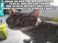 Katerfr�hst�ck am Morgen