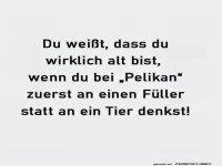 Pelikan: F�ller oder Vogel?