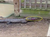 Wie erklaer ich das der Versicherung