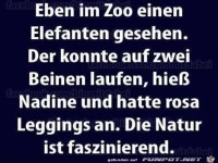 Eben im Zoo einen Elefanten...