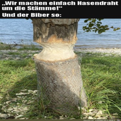 Ist-dem-Biber-egal.jpg von Luis