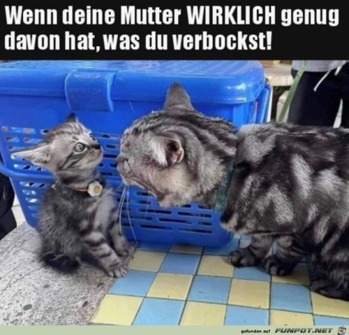 Deine-Mutter-hat-jetzt-genug.jpg auf www.funpot.net