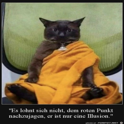Weise-Katze.jpg von Supersusi