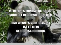 Panda mit Zitat �ber freches Mundwerk