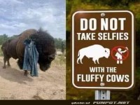 Witzige Warnung vor Selfies mit Bisons