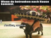 Lustiges Haustier auf Abenteuerreise