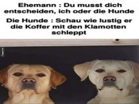 Hunde oder Ehemann: Entscheidung getroffen?