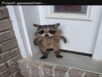 Nasser Waschbr schaut neugierig heraus