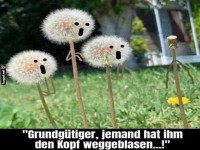Pusteblumen-Drama auf der Wiese!