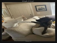 Pfoten-Kumpel geben sich High Five!