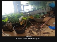 Pflanzenchaos: Die Spur der Verwstung!