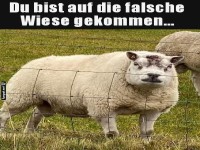 Eindringling auf der Schafs-Wiese erwischt!