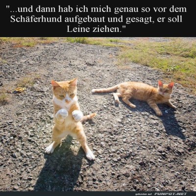 Katzentheater-im-Sonnenschein.jpg von Zauberfee