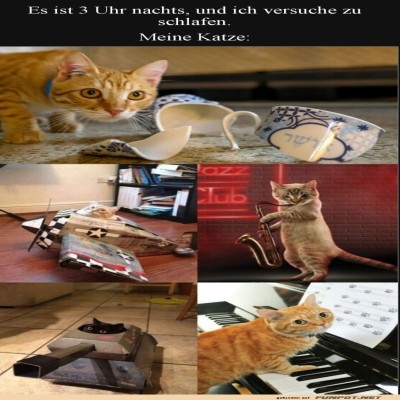 Katzenparty-um-3-Uhr-morgens!.jpg von Roger05