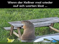 Murmeltiere warten auch nicht ewig!