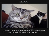 Katzenspruch voller �berraschung!