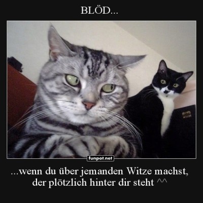 Katzenspruch-voller-&Uuml;berraschung!.jpg von Josie-96