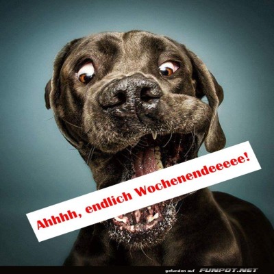 Wenn-der-Hund-das-Wochenende-riecht!.jpg von Queen40