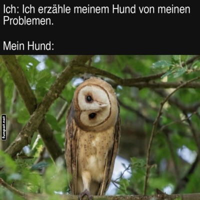 Wenn-der-Hund-der-Eule-lauscht.jpg von Traumfrau