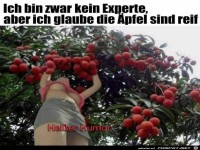 �pfel sind reif