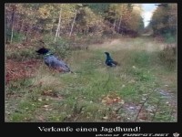 Jagdhund zu verkaufen