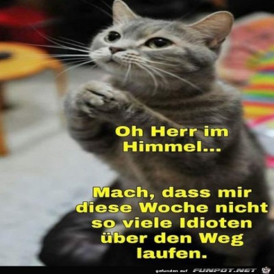 Katze-betet.jpg von Noah75