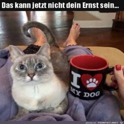 Katze-ist-emp&ouml;rt.jpg von Karan