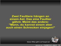 Zwei Faultiere h�ngen an einem Ast