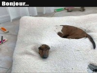 Hund versteckt sich in einem flauschigen Bett