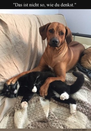 Harmonie-oder-Missverst�ndnis?.jpg auf www.funpot.net