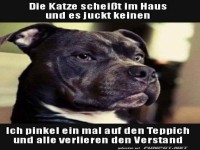 Hund gegen Katze: Doppelmoral aufgedeckt!