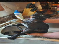 Katze plant Rache beim n�chsten Vollmond