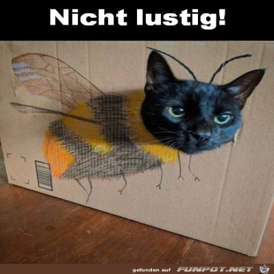 Katze-guckt-genervt.jpg von Noah75