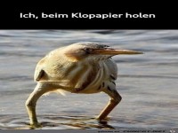 Klopapier holen