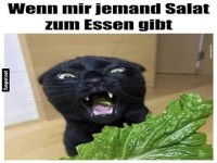 Katze vs. Salat: Dramatik pur!