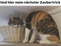Lustige Katze pr�sentiert Zaubertrick